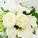 �v���U�[�u�h�z���C�g�u�[�P
