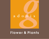 Flower&Plants adonis g